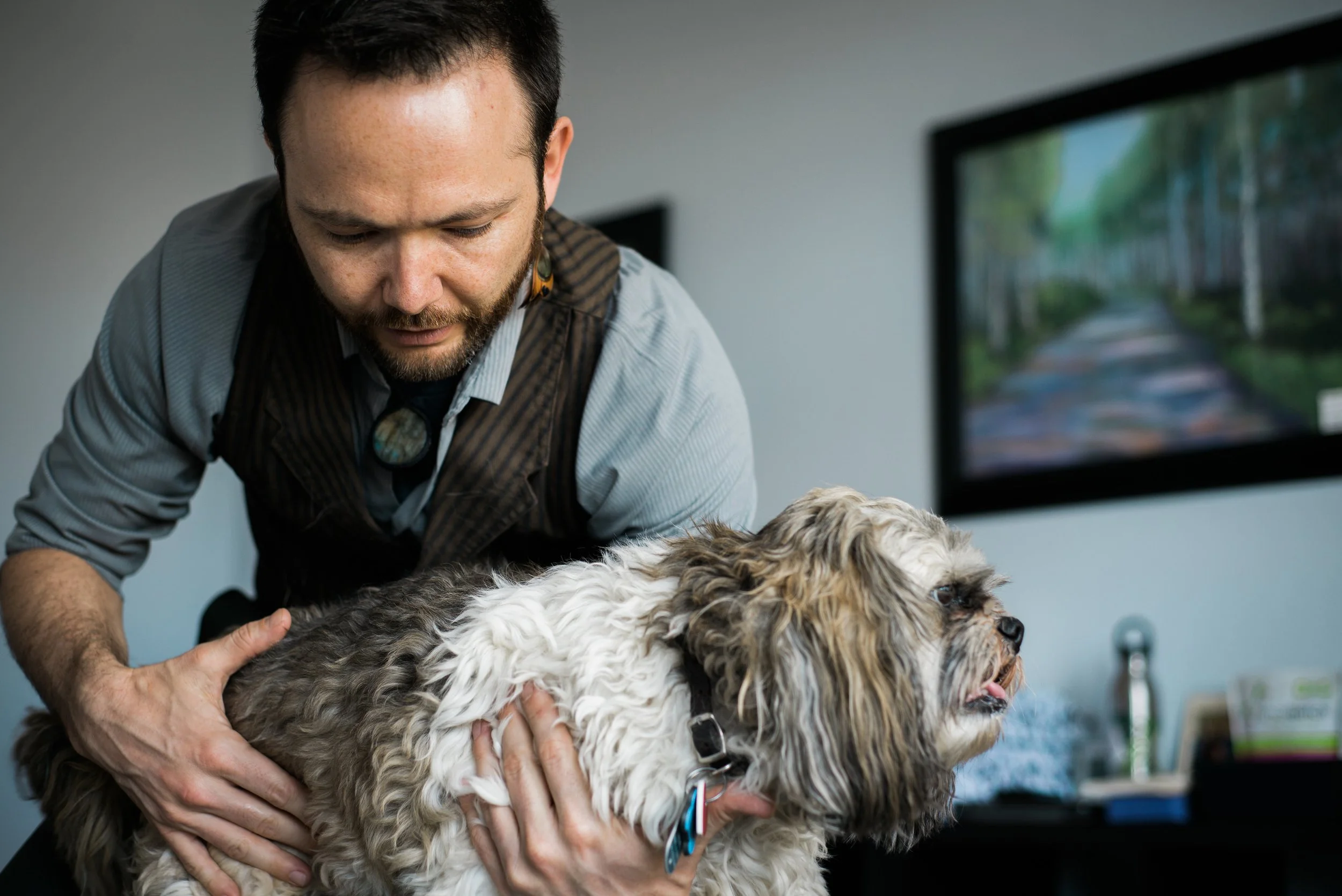 Dr. Dylan adjusting a dog with focused attention