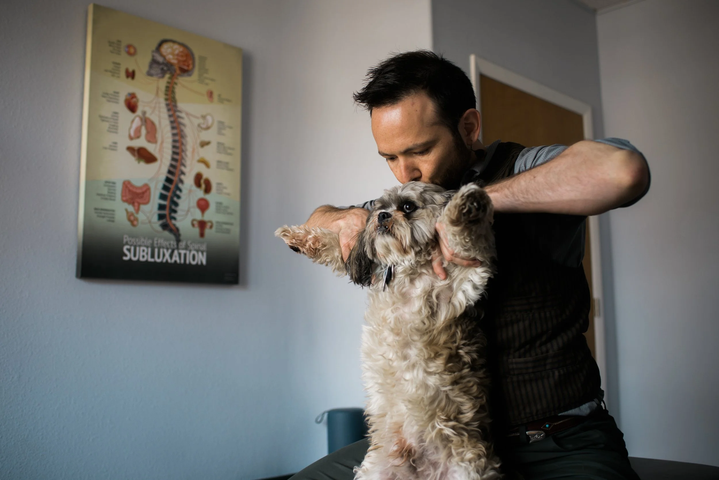 Dr. Dylan gently adjusting a small dog