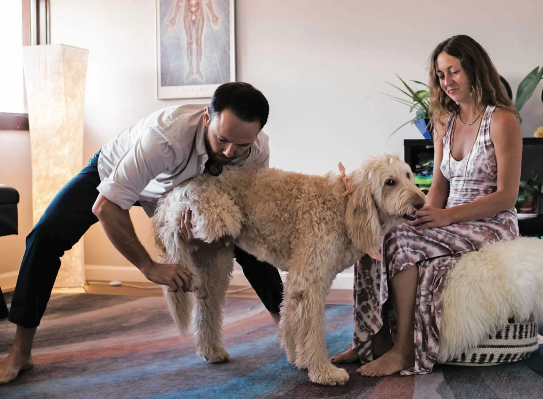 Dr. Dylan and Ra adjusting a goldendoodle together at Luminous Embodiment