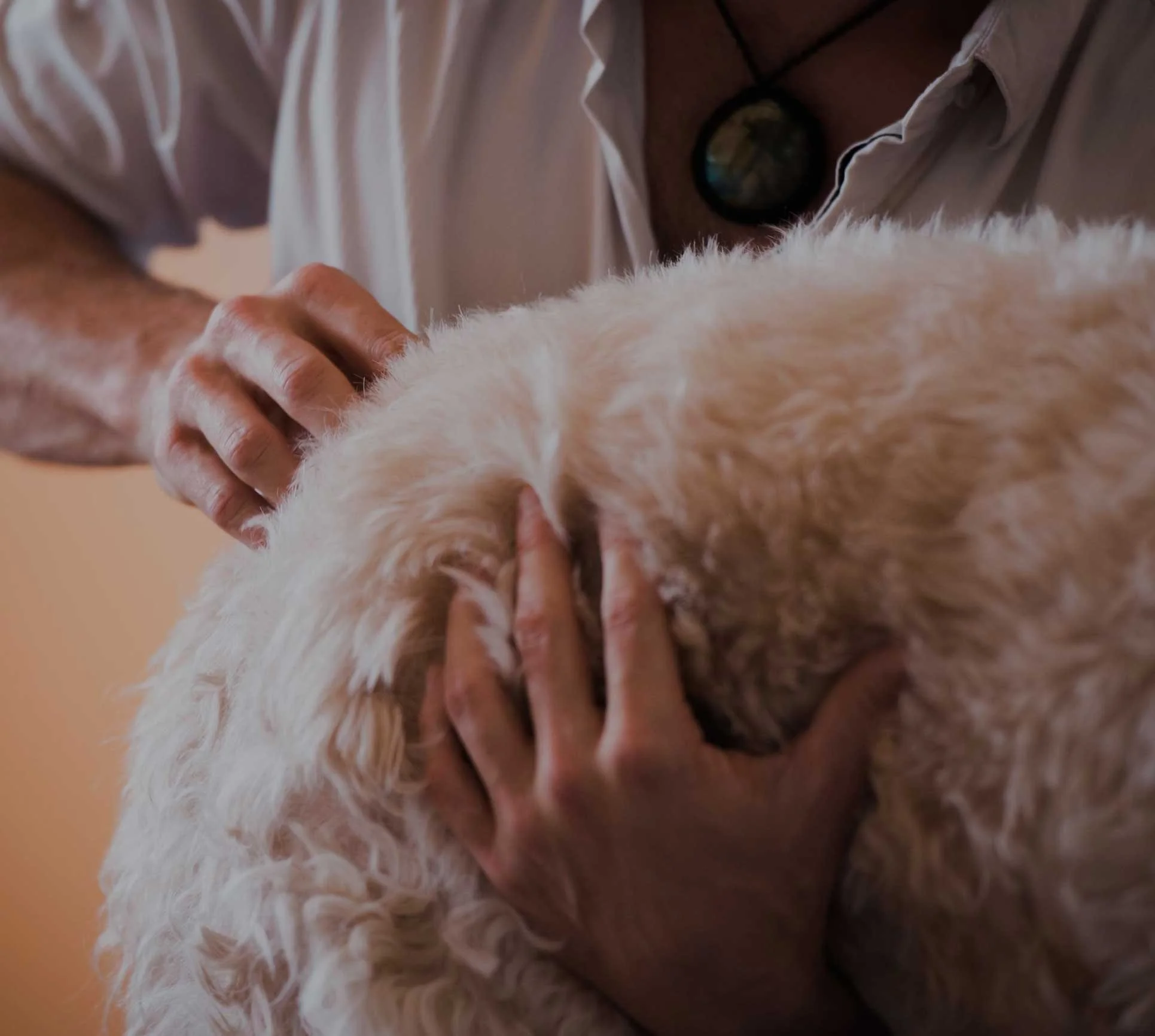 Dr. Dylan's hands gently working on a dog