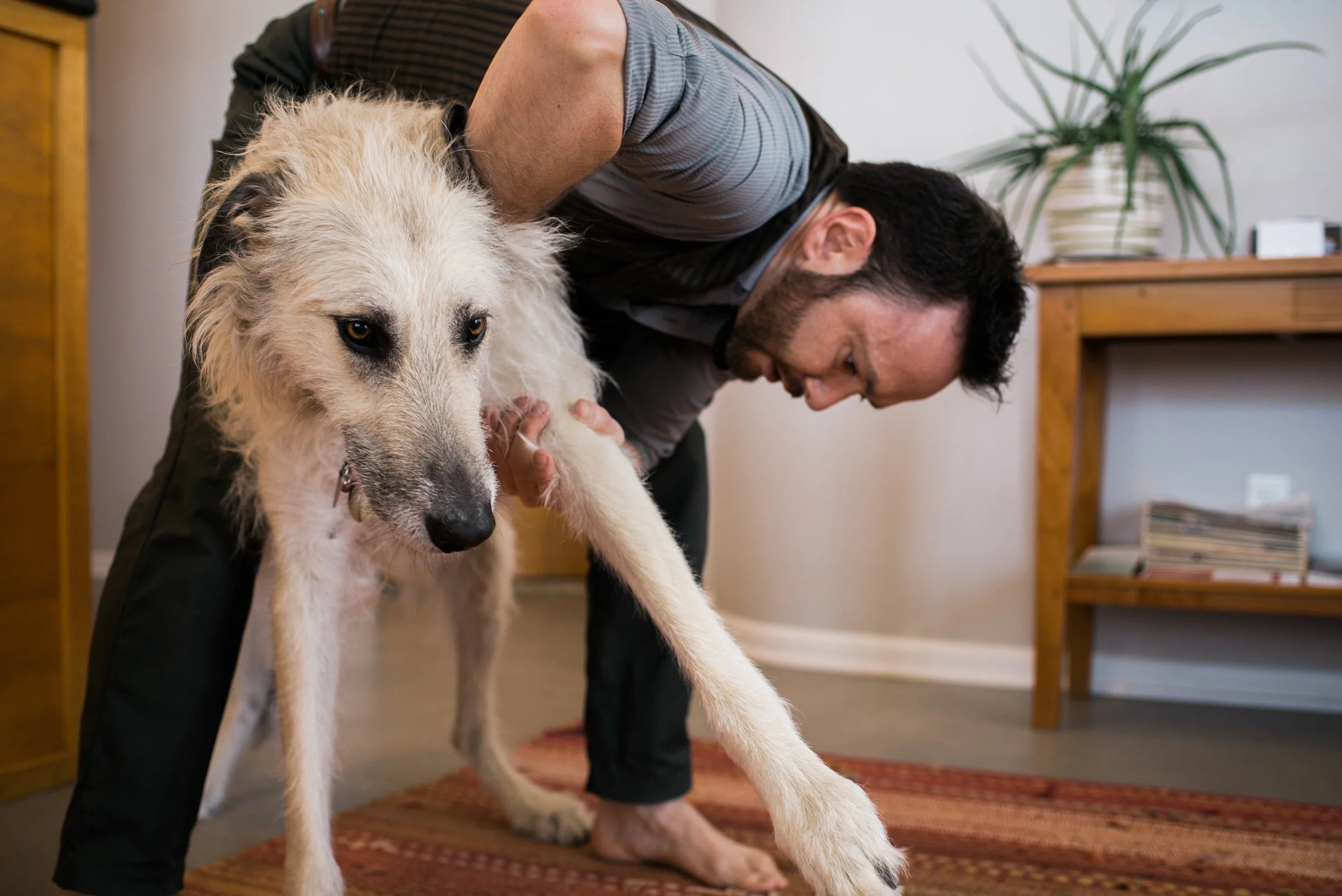 Dr. Dylan adjusting a dog at Luminous Embodiment
