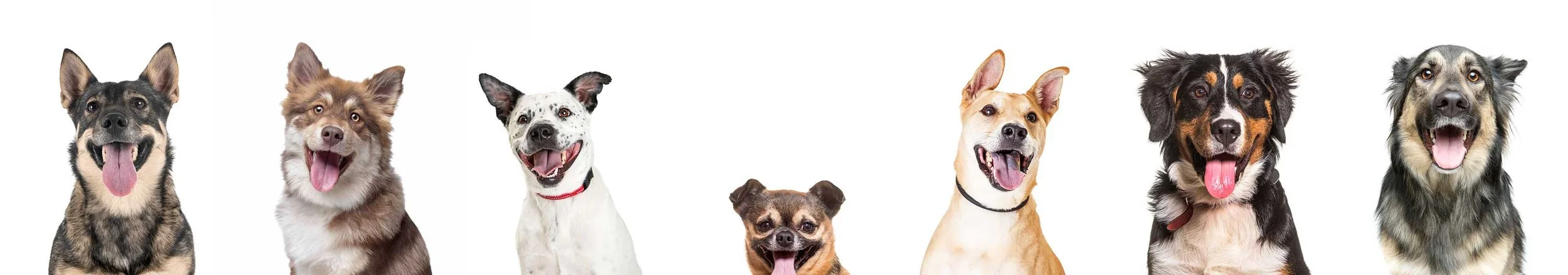 Happy dogs lineup